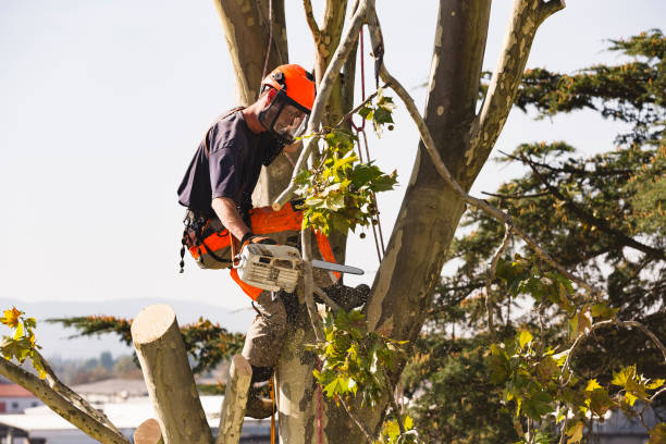 cleveland emergency tree removal